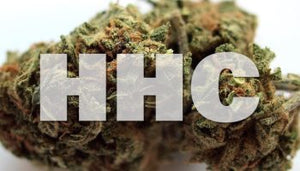 What is HHC and why is it so popular?