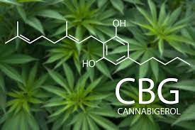 What Exactly Is Cannabigerol (CBG)?