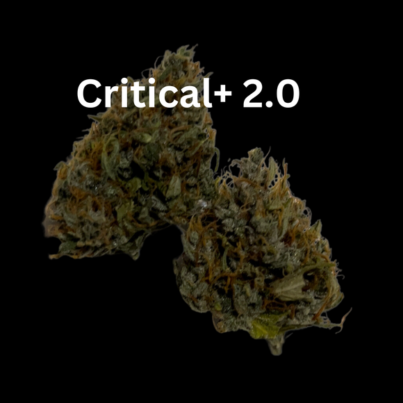 Buy Critical+ 2.0 THCa Flower