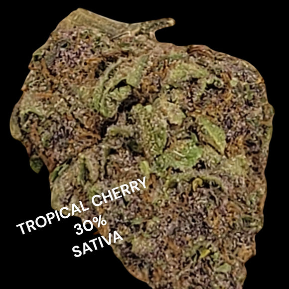 Tropicana Cherry THCa Flower 30% - Sativa INDOOR LIGHT ASSIST