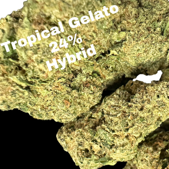 TROPICAL GELATO 24% THCA FLOWER - HYBRID - DEPS