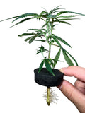 Watermelon Zkittles Feminized Cannabis Clones - Premium Guaranteed Female Weed Clones